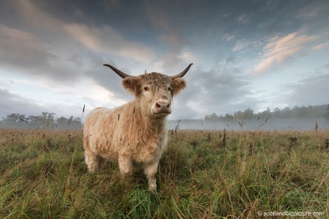 Highland cattle